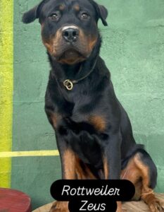 Adestramento de Animais - Gameleira Sport Dog