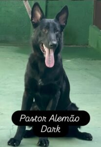 Adestramento de Cães para Segurança - Gameleira Sport Dog