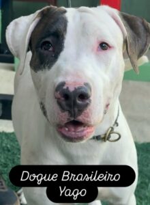 Gameleira Sport Dog.jpg - Adestramento de Animais